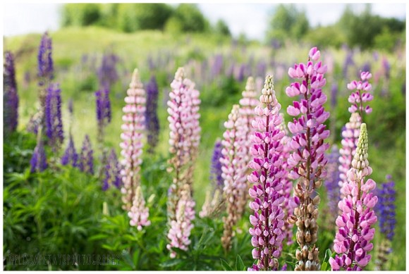 NewBrunswick2015-09-03_0011